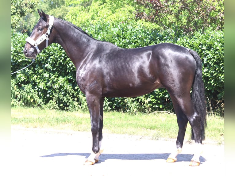 Hanoverian Stallion 2 years 16.2 hh Black in Selsingen