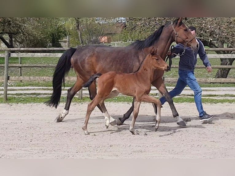 Hanoverian Stallion 2 years 16,2 hh Brown in Osterbruch