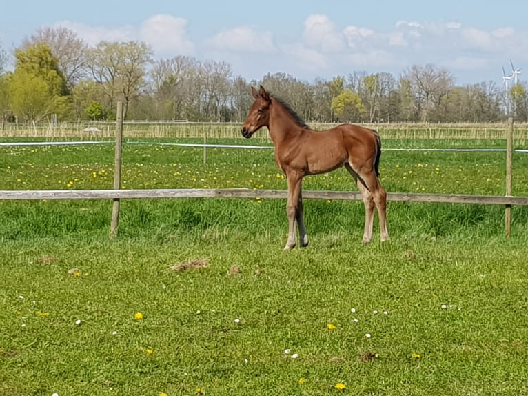 Hanoverian Stallion 2 years 16,2 hh Brown in Osterbruch