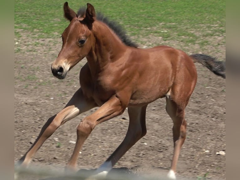 Hanoverian Stallion 2 years 16,2 hh Brown in Ratekau