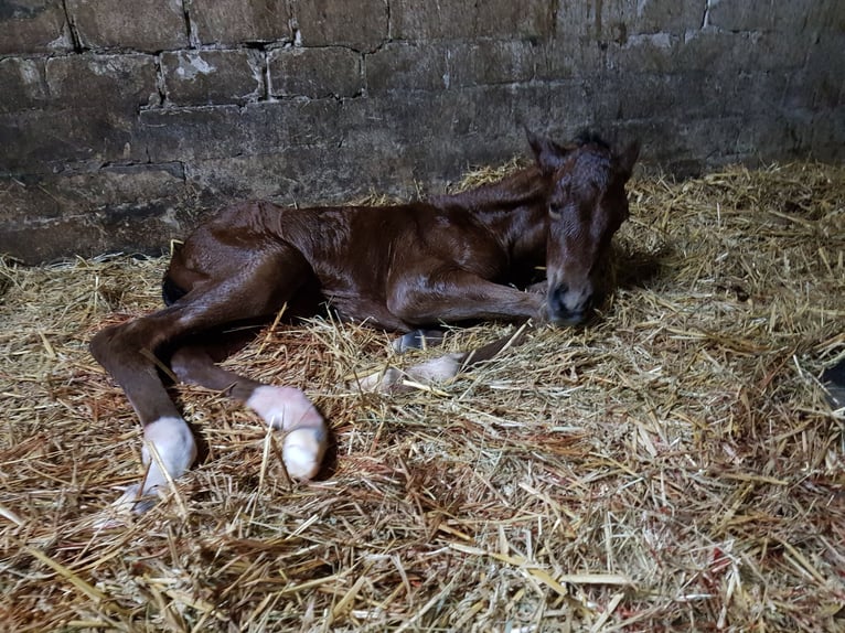 Hanoverian Stallion 2 years 16,2 hh Brown in Ratekau