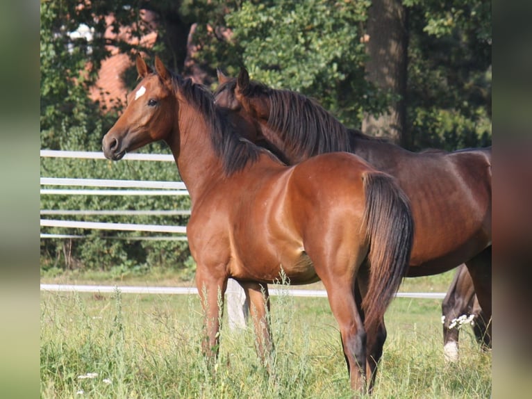 Hanoverian Stallion 2 years 16,2 hh Brown in Ratekau