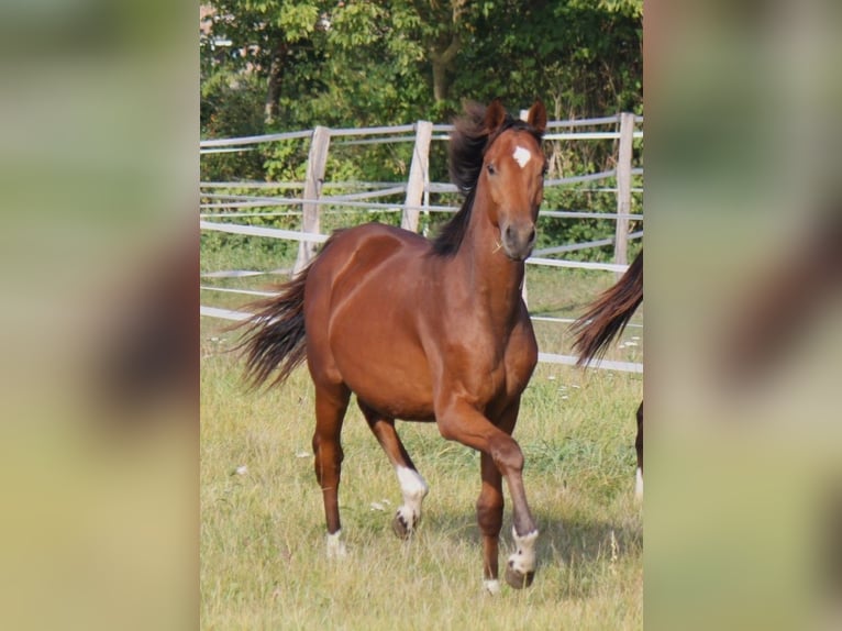 Hanoverian Stallion 2 years 16,2 hh Brown in Ratekau