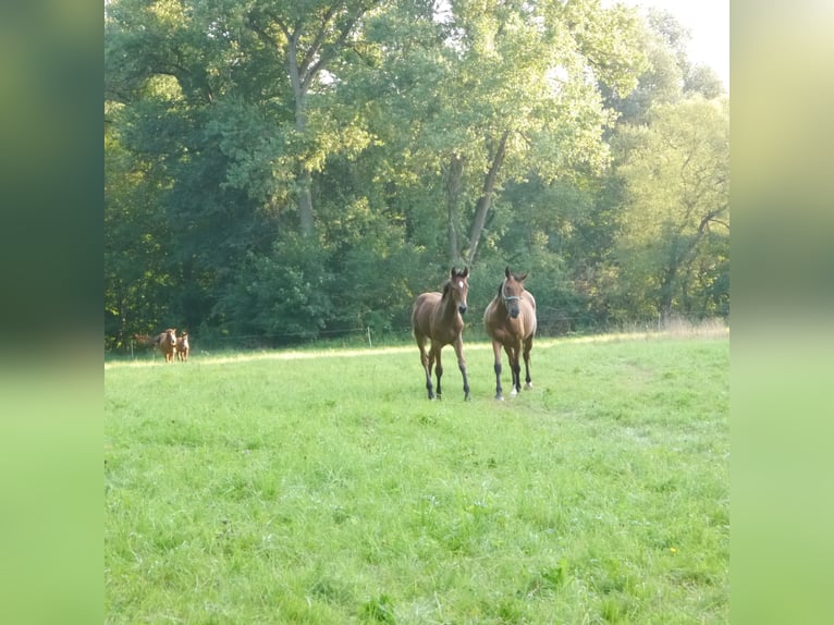 Hanoverian Stallion 2 years 16,2 hh Brown in Hetschburg