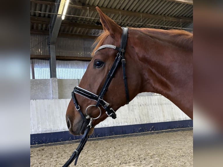 Hanoverian Stallion 2 years 16,2 hh Chestnut in Viöl