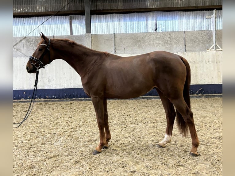 Hanoverian Stallion 2 years 16,2 hh Chestnut in Viöl