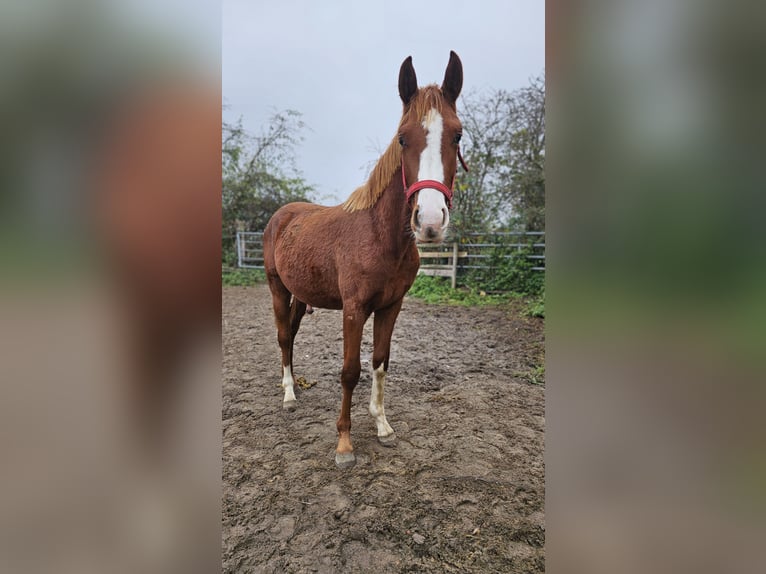 Hanoverian Stallion 2 years 16,2 hh Chestnut-Red in Moers