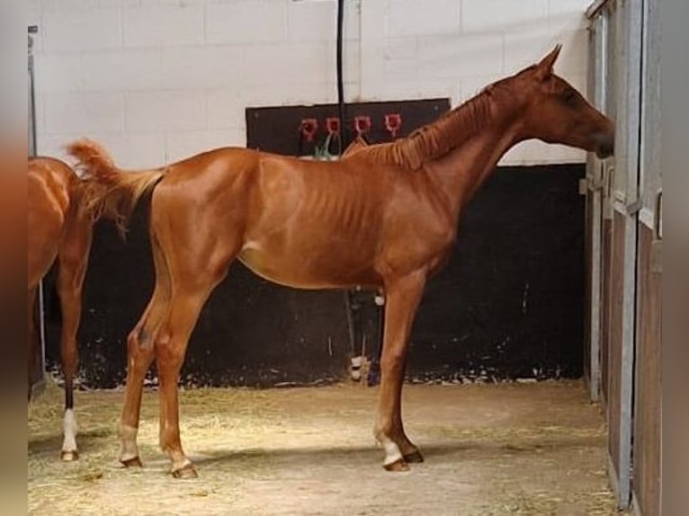 Hanoverian Stallion 2 years 16,2 hh Chestnut-Red in Moers