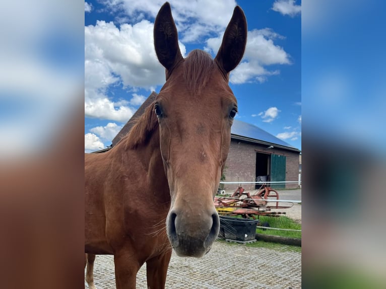 Hanoverian Stallion 2 years 16,2 hh Chestnut-Red in Mönchengladbach