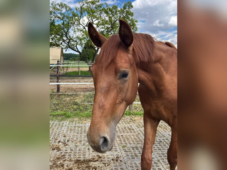 Hanoverian Stallion 2 years 16,2 hh Chestnut-Red in Mönchengladbach