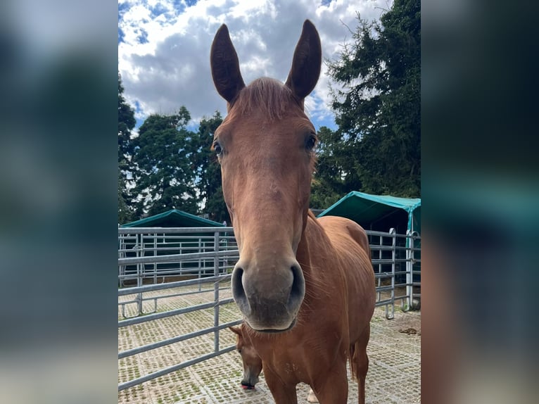 Hanoverian Stallion 2 years 16,2 hh Chestnut-Red in Mönchengladbach