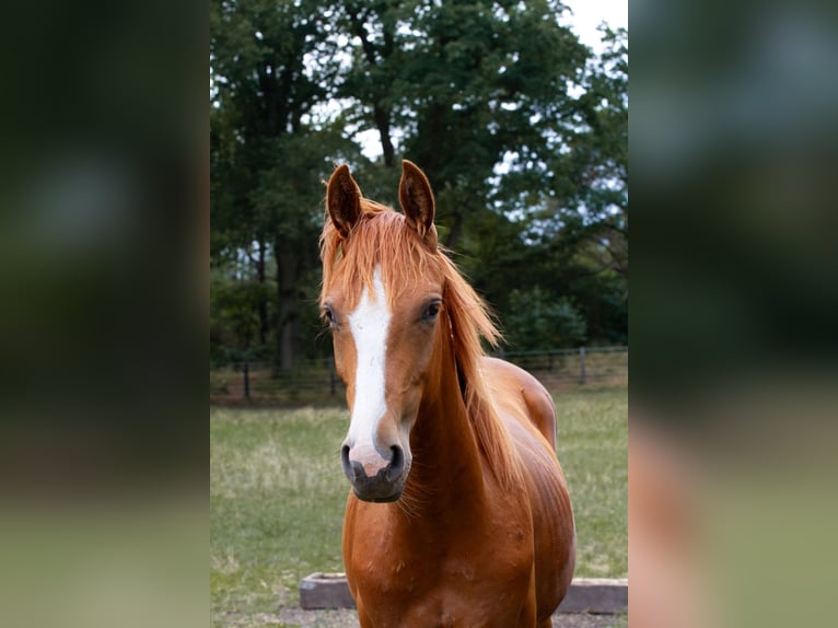 Hanoverian Stallion 2 years 16,2 hh Chestnut-Red in Nienburg (Weser)