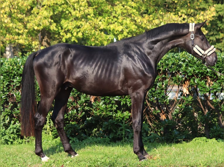 Hanoverian Stallion 2 years 16,2 hh in Selsingen