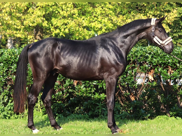 Hanoverian Stallion 2 years 16,2 hh in Selsingen