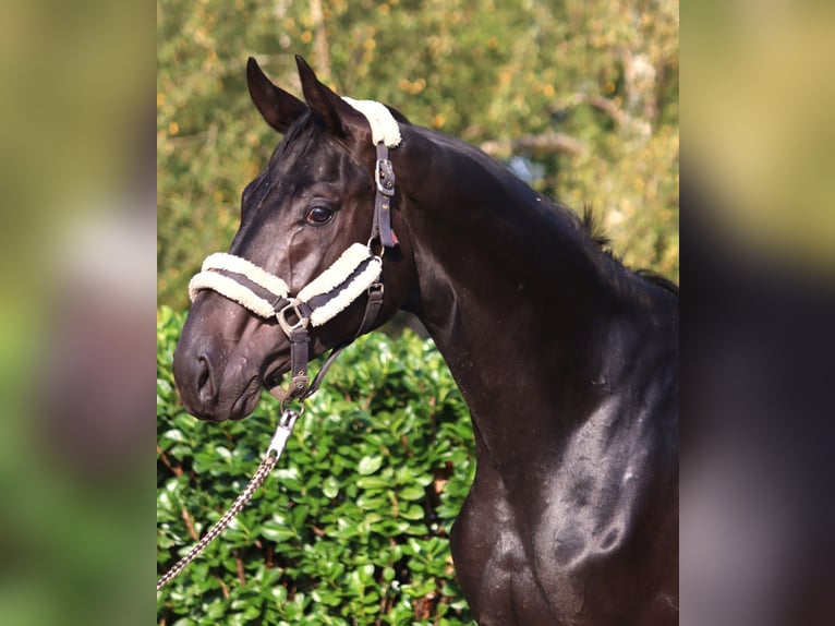 Hanoverian Stallion 2 years 16,2 hh in Selsingen