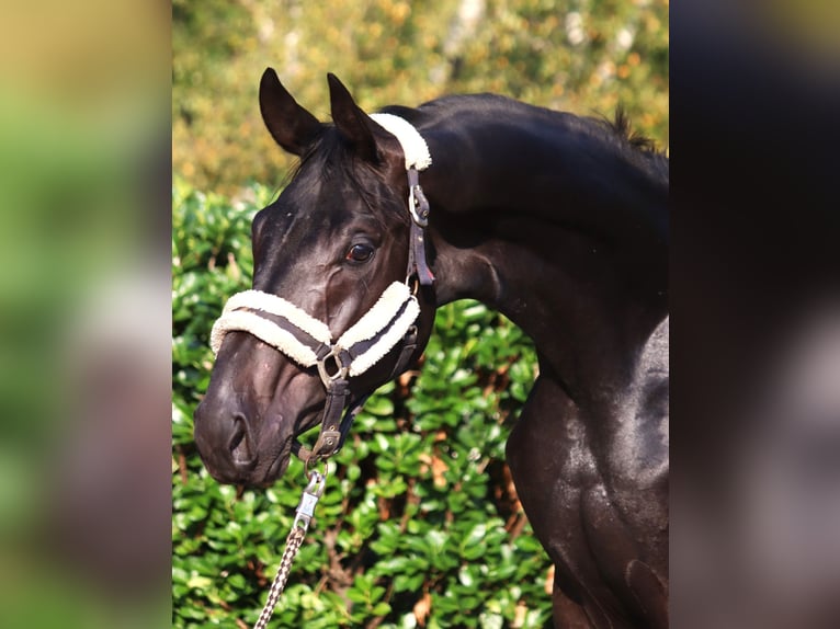 Hanoverian Stallion 2 years 16,2 hh in Selsingen