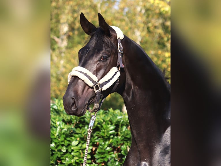 Hanoverian Stallion 2 years 16,2 hh in Selsingen