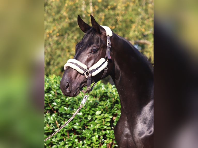 Hanoverian Stallion 2 years 16,2 hh in Selsingen