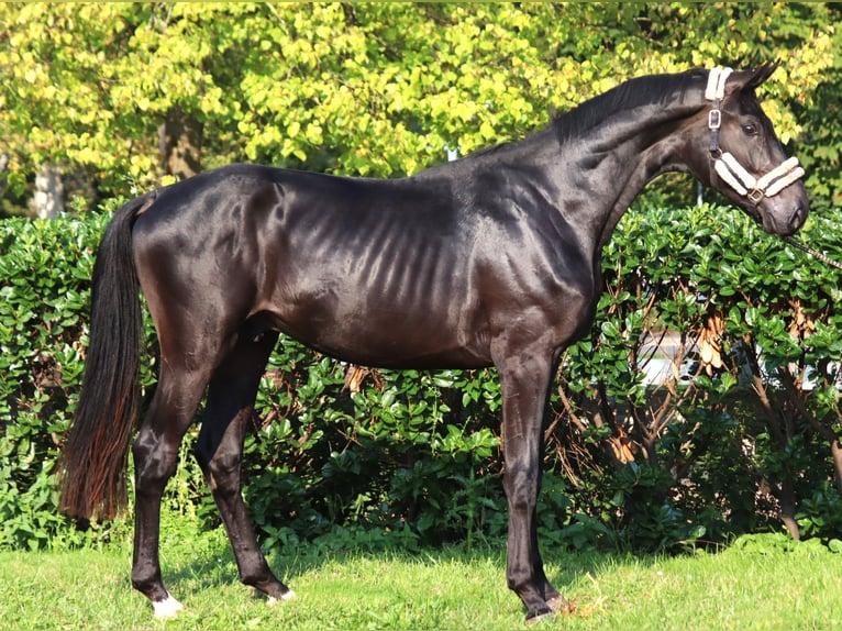 Hanoverian Stallion 2 years 16,2 hh in Selsingen