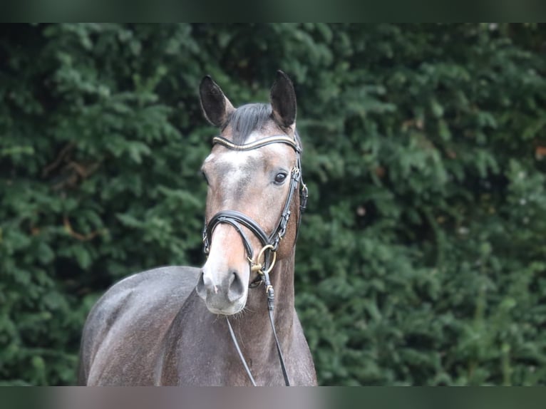 Hanoverian Stallion 2 years 16,2 hh Gray in Lutter am Barenberge