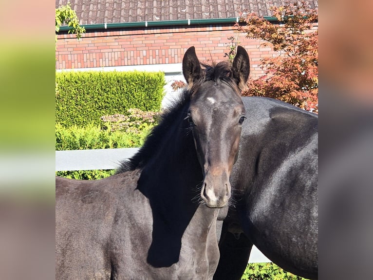 Hanoverian Stallion 2 years 16.2 hh Smoky-Black in Ochtersum
