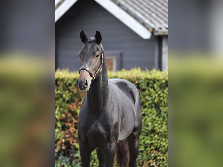 Hanoverian Stallion 2 years 16.2 hh Smoky-Black in Zieuwent