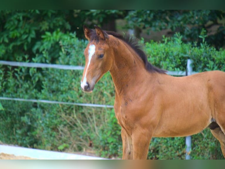 Hanoverian Stallion 2 years 16,3 hh Bay-Dark in Ratekau