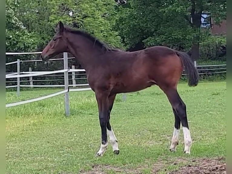 Hanoverian Stallion 2 years 16,3 hh Bay-Dark in Ratekau