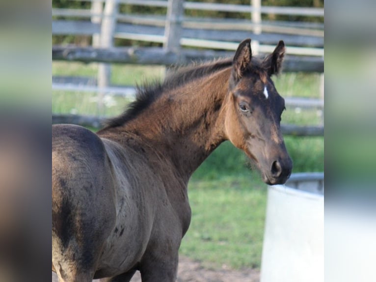 Hanoverian Stallion 2 years 16,3 hh Black in Ratekau