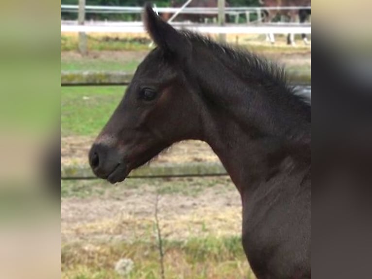 Hanoverian Stallion 2 years 16,3 hh Black in Ratekau