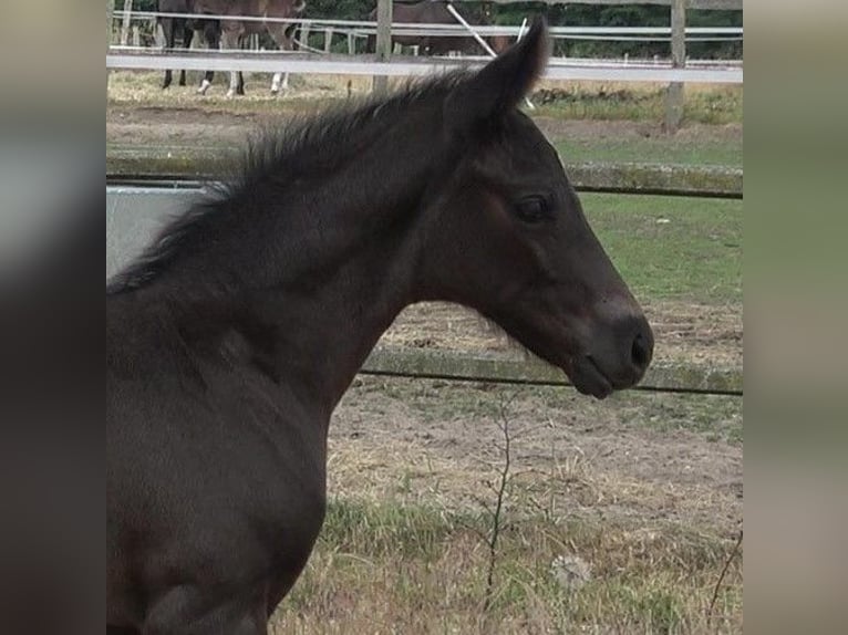 Hanoverian Stallion 2 years 16,3 hh Black in Ratekau