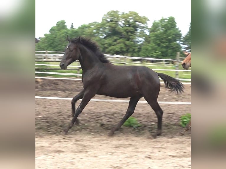 Hanoverian Stallion 2 years 16,3 hh Black in Ratekau