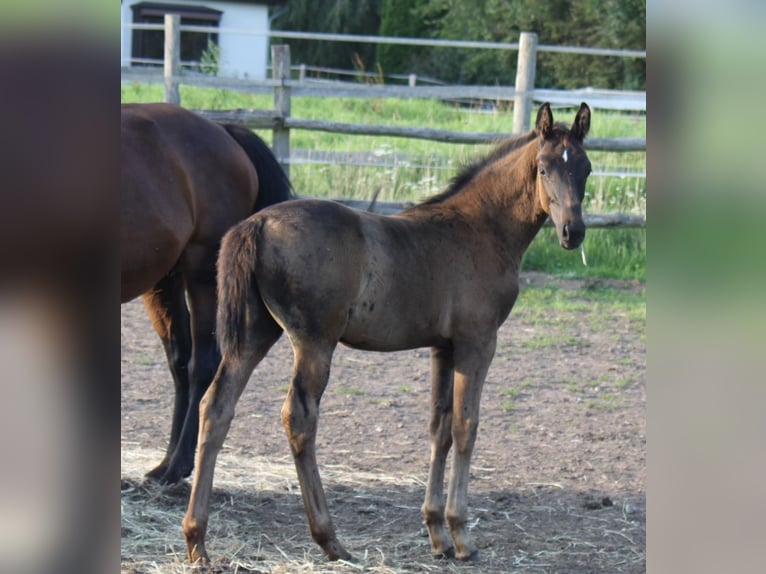 Hanoverian Stallion 2 years 16,3 hh Black in Ratekau