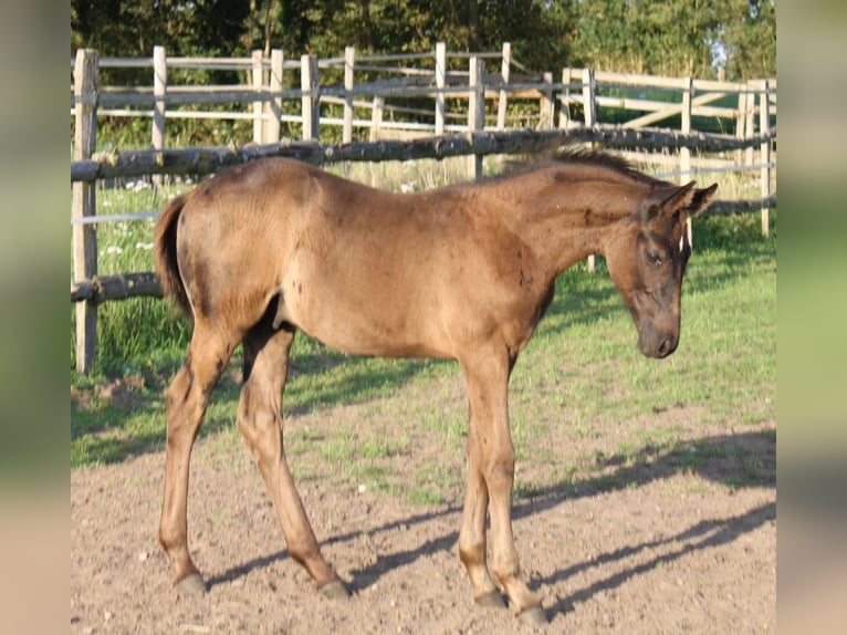 Hanoverian Stallion 2 years 16,3 hh Black in Ratekau