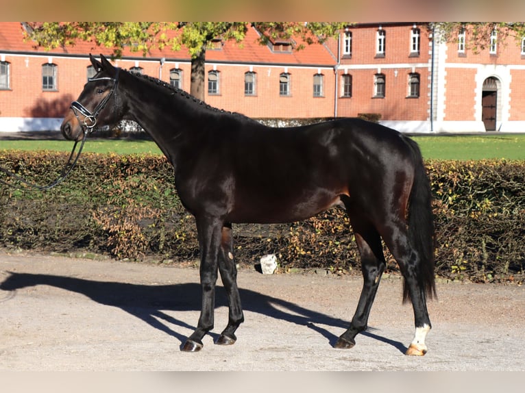 Hanoverian Stallion 2 years 16 hh Bay-Dark in Celle