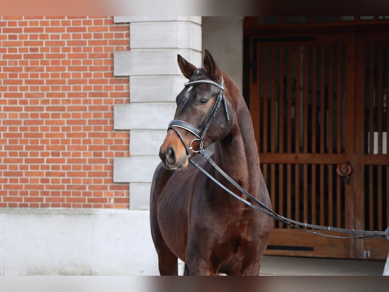 Hanoverian Stallion 2 years 16 hh Bay-Dark in Celle