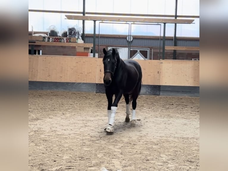 Hanoverian Stallion 2 years 16 hh Bay-Dark in Deinstedt