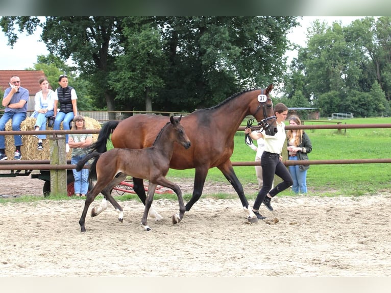 Hanoverian Stallion 2 years 16 hh Bay-Dark in Wolfsburg