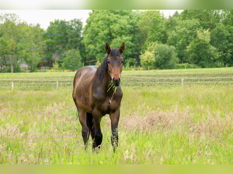 Hanoverian Stallion 2 years 16 hh Bay-Dark in Leezdorf