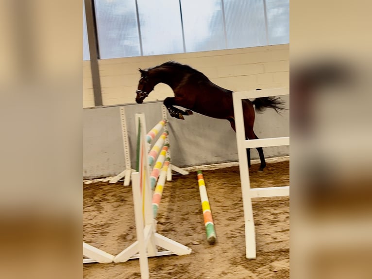 Hanoverian Stallion 2 years 16 hh Bay-Dark in Syke Hanoverian Stallion 2 years 16 hh Bay-Dark in Syke