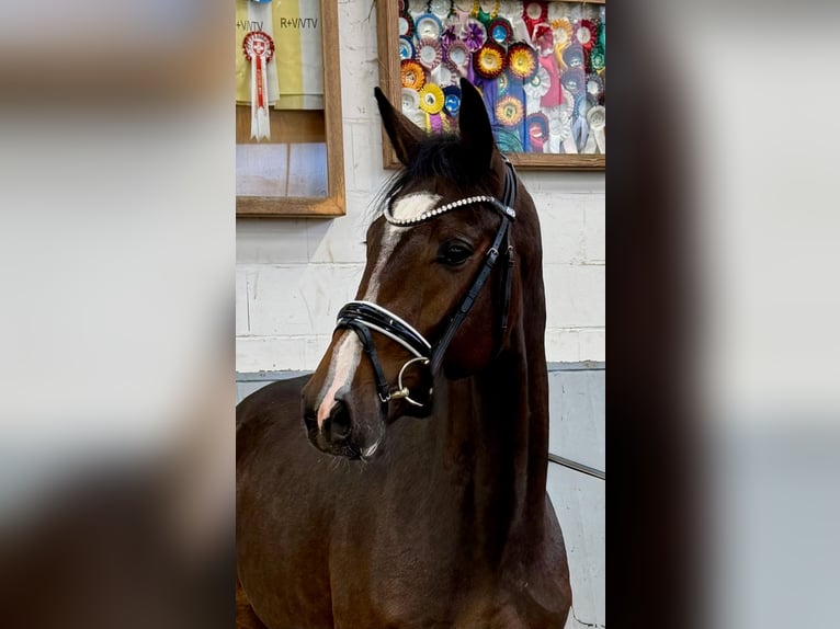 Hanoverian Stallion 2 years 16 hh Bay-Dark in Syke Hanoverian Stallion 2 years 16 hh Bay-Dark in Syke