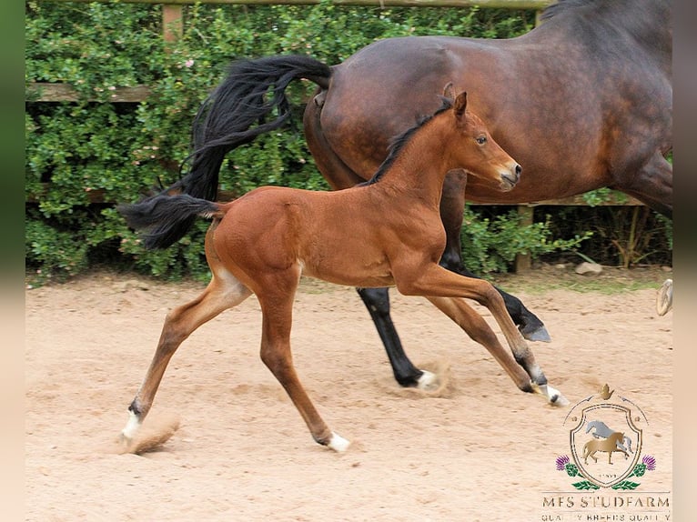 Hanoverian Stallion 2 years 16 hh Bay in Aberdeenshire
