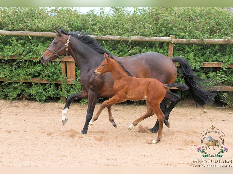 Hanoverian Stallion 2 years 16 hh Bay in Aberdeenshire