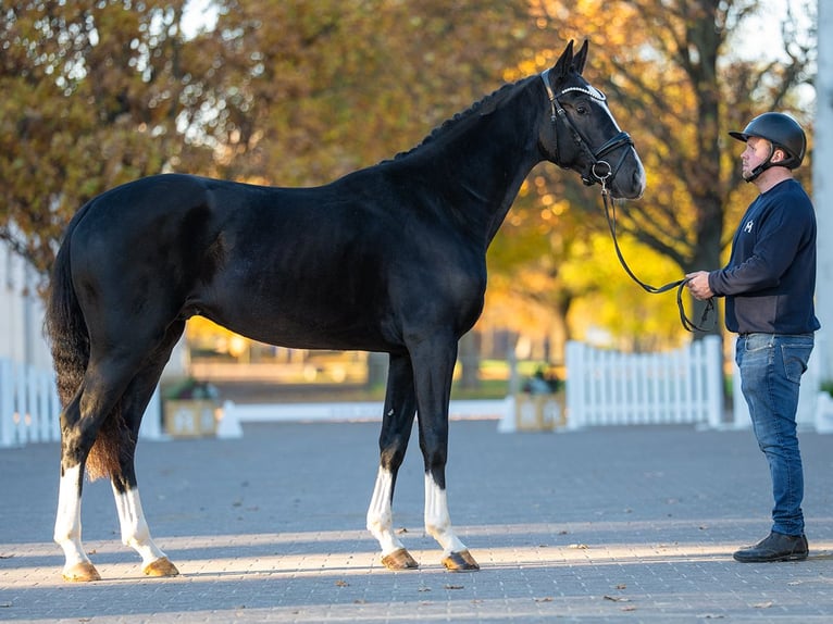 Hanoverian Stallion 2 years 16 hh Black in Redefin
