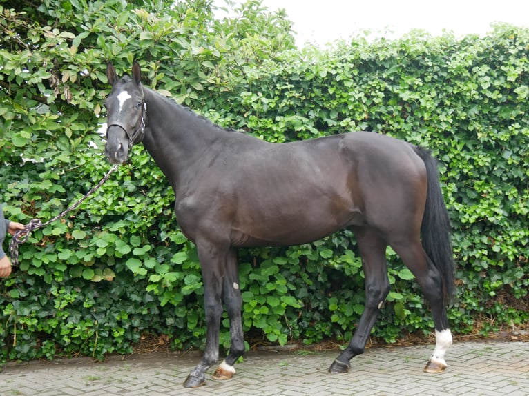 Hanoverian Stallion 2 years 16 hh Black in Dorsten