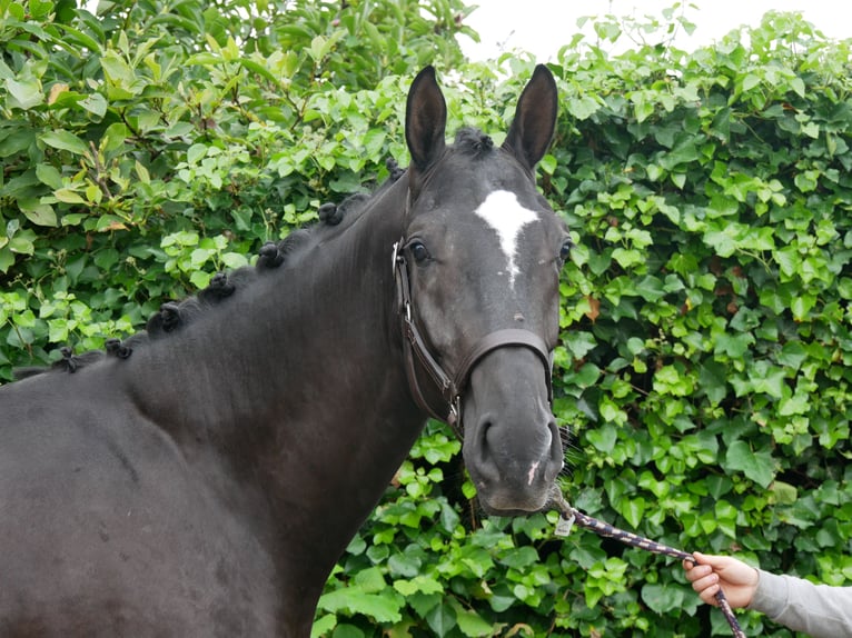 Hanoverian Stallion 2 years 16 hh Black in Dorsten