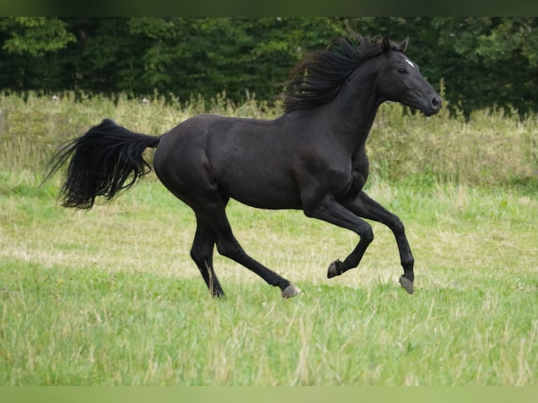 Hanoverian Stallion 2 years 16 hh Black in Nettersheim