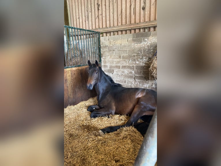 Hanoverian Stallion 2 years 16 hh Brown in Cornwall