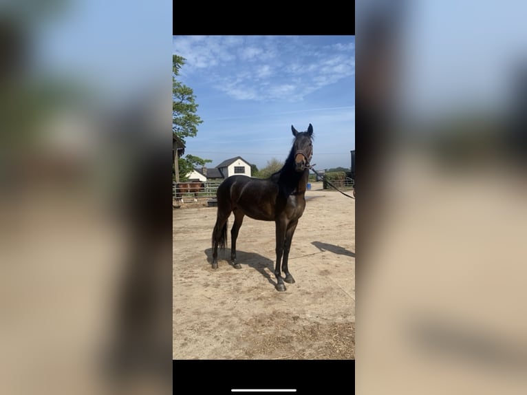 Hanoverian Stallion 2 years 16 hh Brown in Cornwall