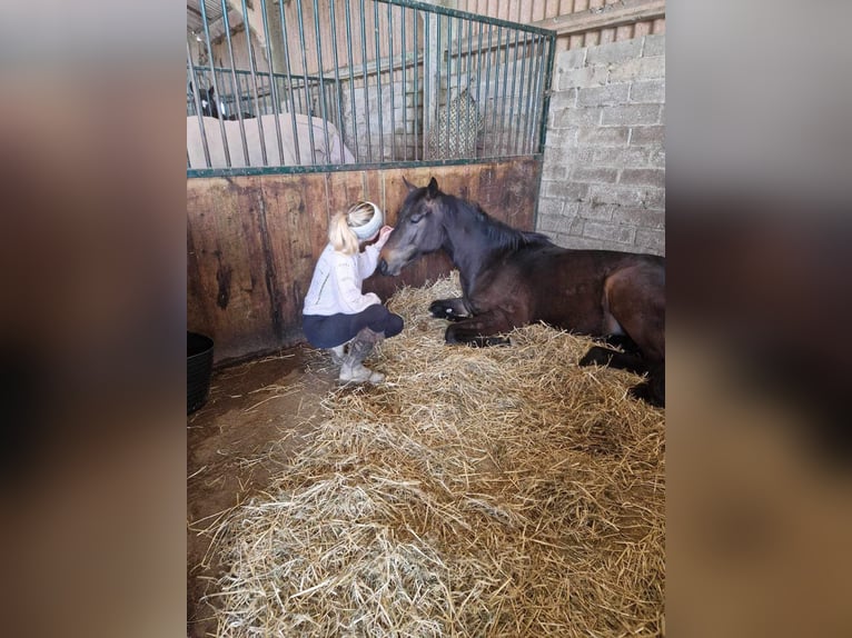 Hanoverian Stallion 2 years 16 hh Brown in Cornwall